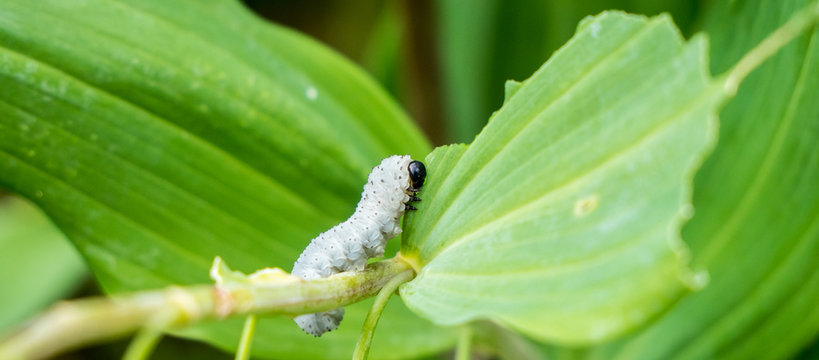 Agonopterix carduella frisst an einer Pflanze