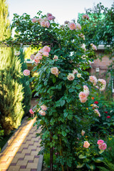 Obraz premium Blooming bush of pink climbing rose Cesar