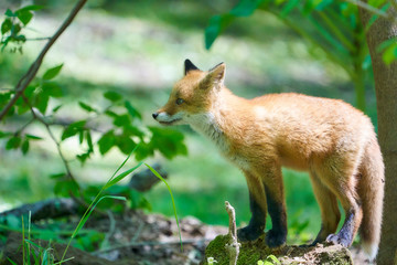キタキツネの子供
