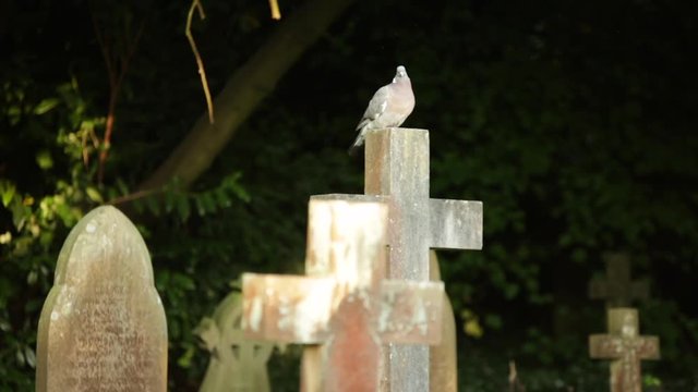 Wood pigeon on a cross in a cemetery