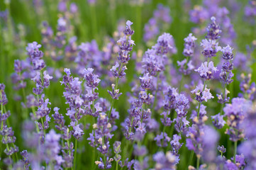 purple lavender flowers at morning time with blurred background in the garden