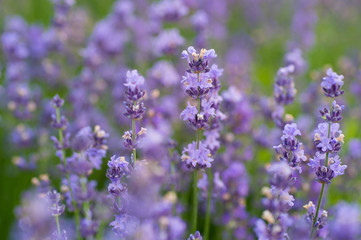 beautiful close-up shot of lavender flowers on the field