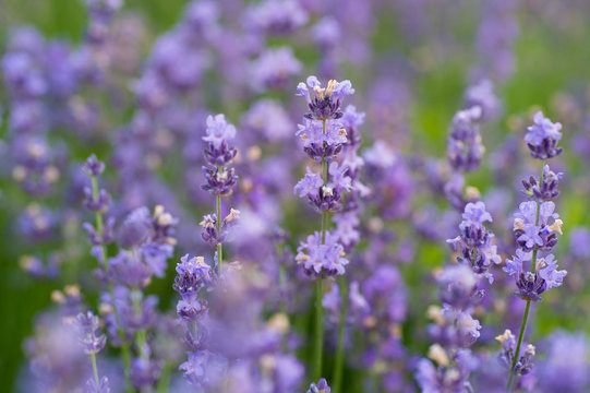 beautiful close-up shot of lavender flowers on the field © sasapanchenko