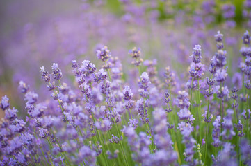 Obraz premium beautiful Purple Blooming Lavender Field in the summer