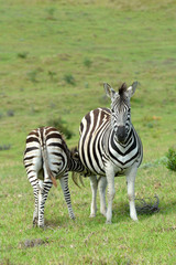 Zebra foal feeding on pregnant mare in the wild in South Africa.