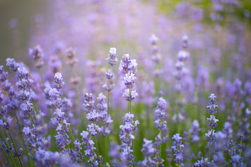 Naklejka premium Blooming Bright Purple Lavender Flowers