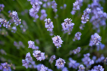 Blooming bright lavender bush close-up. Agriculture background