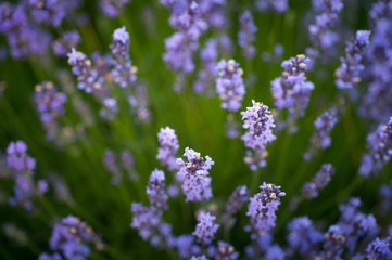 Many of beauty purple lavender flowers in garden