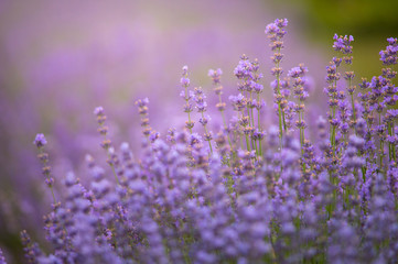 Lavender field in sunlight with copy space. Macro of blooming violet lavender flowers. Summer concept, selective focus.