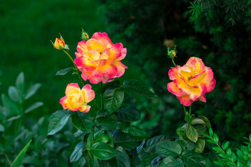 Blooming Pullman Orient Express roses in the garden