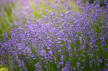 Naklejka premium Nature background of fresh Lavender flower fields