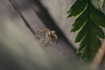araña