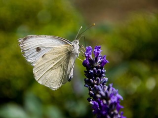 volo