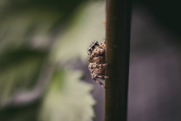 araña
