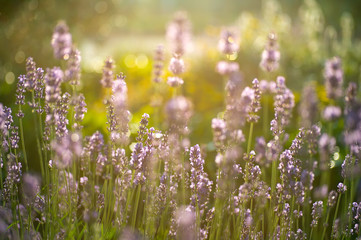 Obraz premium Lavender Field in the summer, natural colors, selective focus
