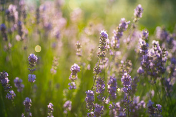 illuminated  purple lavender flowers in bloom with raindrops