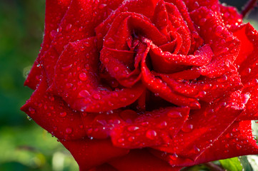 Top-view and close-up image of droplets on beautiful blooming red rose flower, Selective focus, Valentine day concept