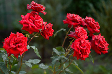 Dark red roses flower on a rainy day.
