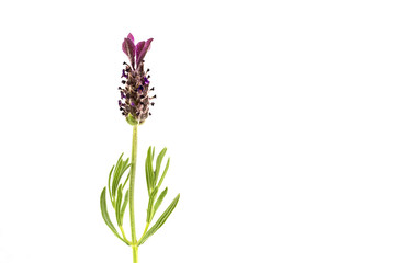 Close-up of a blooming lavender flower isolated against white background