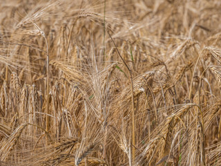 Weizenfeld im Sommer