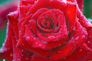 One red rose bud macro with water drops on petals close up