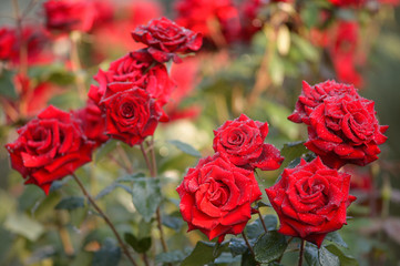 Red roses with water drops in summer park