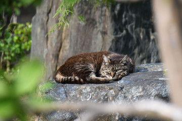 庭でくつろぐ猫