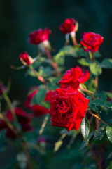 Dark red roses, close up view on top