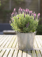 Pot with blooming lavender standing on a wooden gardentable in the sun