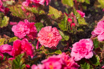 Fototapeta premium pink flowers with water drops