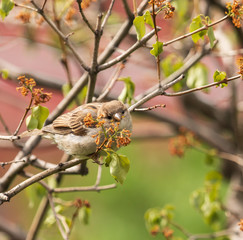 bird of a sparrow on a tree