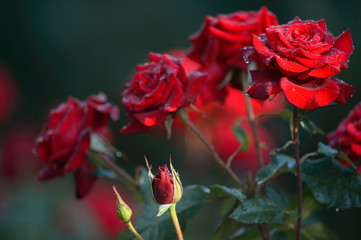 water drops on a red roses in nature