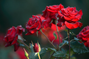 Fototapeta premium Water drops at the petal of the red roses