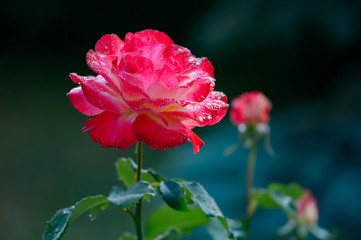 beautiful pink rose flowers with water drops on petals