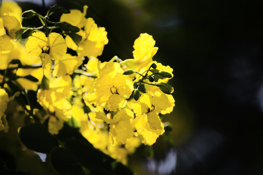 Tipuana tipu yellow flowers in a branch. Empty copy space for Editor's text.