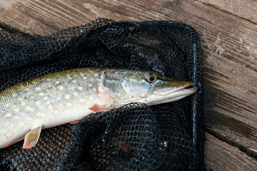 Obraz premium Close up view of big freshwater pike lies on black fishing net..