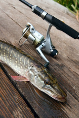 Freshwater pike and fishing equipment lies on wooden background..