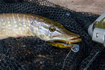 Freshwater pike with fishing lure in mouth and fishing equipment lies on black fishing net..