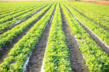 Peanuts in the field