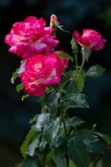 pink roses in dewdrops. Close up, soft focus
