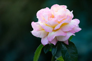 The gentle pink rose with drops of dew in the morning garden. Beautiful flower after the rain flourishing close.
