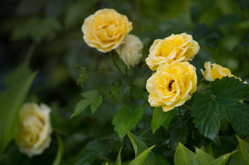 The yellow roses is in droplets of dew