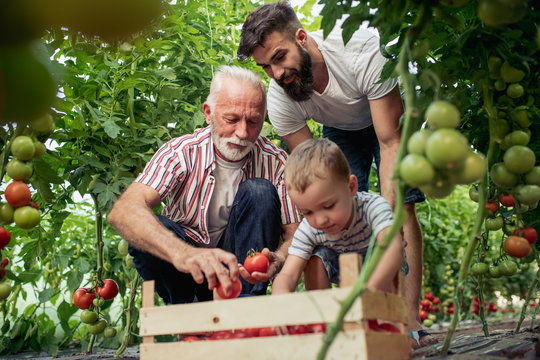 Grandfather,son and grandson in tomato plant at hothouse