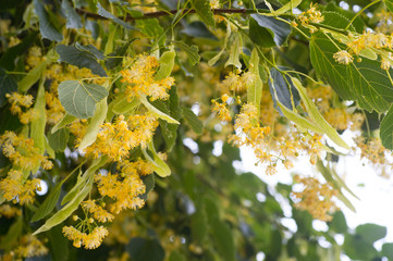 Linden tree in blossom. Nature background.
