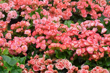 Spring scenes of red and pink begonia blooming flowers in the garden with abstract green soft nature background and wallpaper