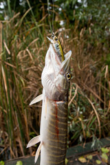 Close up view of big freshwater pike with fishing bait in mouth..