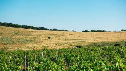 Fototapeta na wymiar On a field with a yellow dried grass alone tree and a vineyard