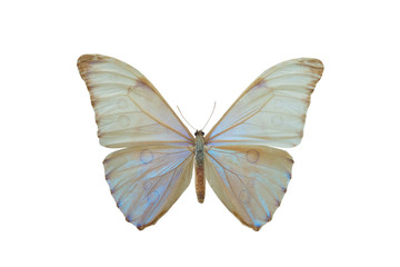 butterfly Morpho aurora