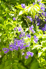 Duranta erecta flower in Hibiya park
