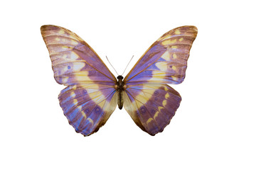 Obraz na płótnie Canvas butterfly Morpho cypris,